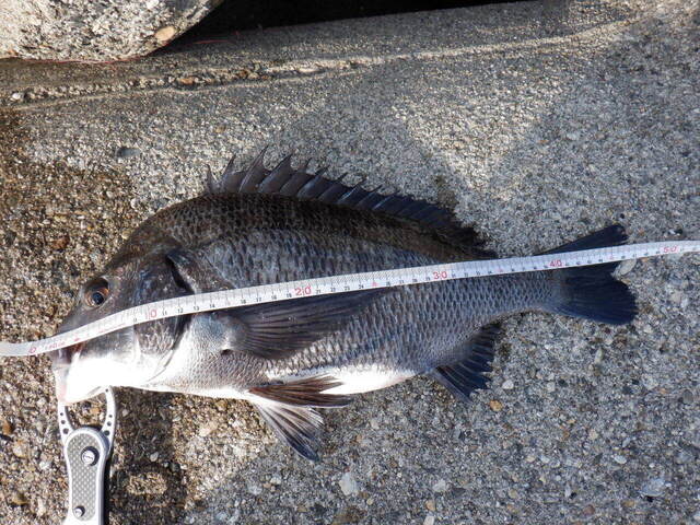 DSCF6448.JPG
